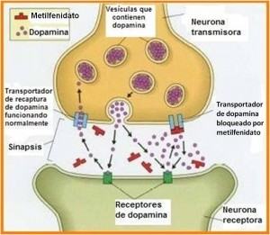 El metilfenidato como inhibidor de la recaptación de la dopamina